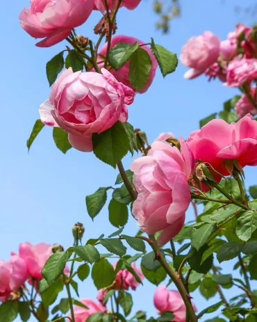 ueppiger rosenstrauch rosen pflege duengung tipps descansogardens