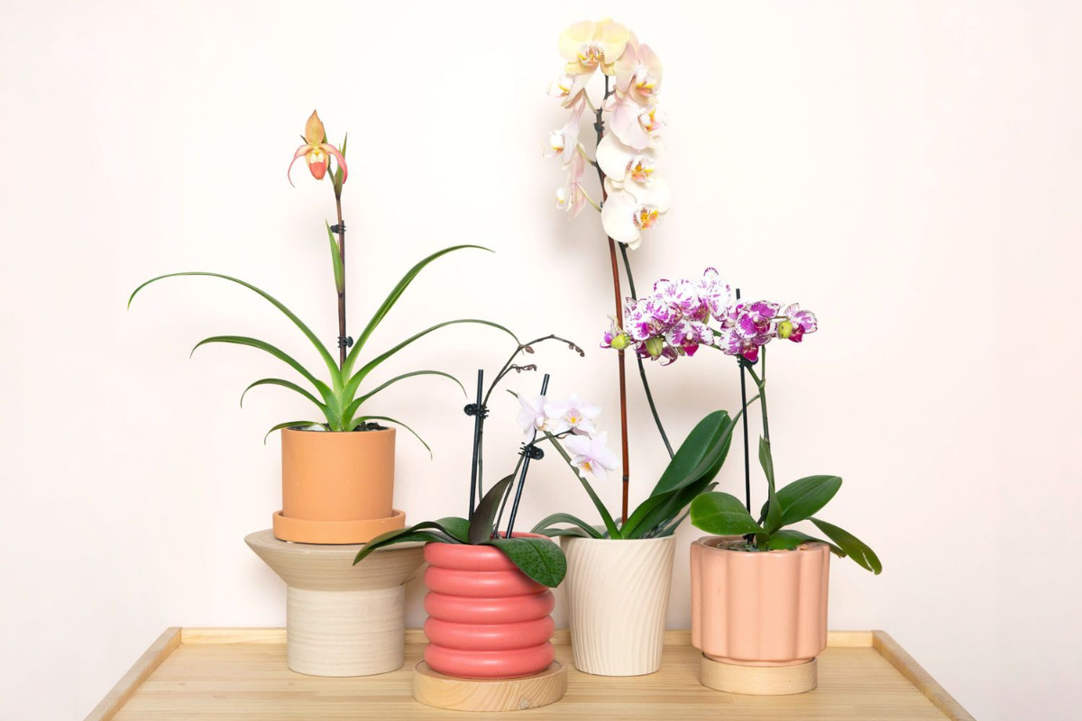 viele schöne verschiedene orchideen