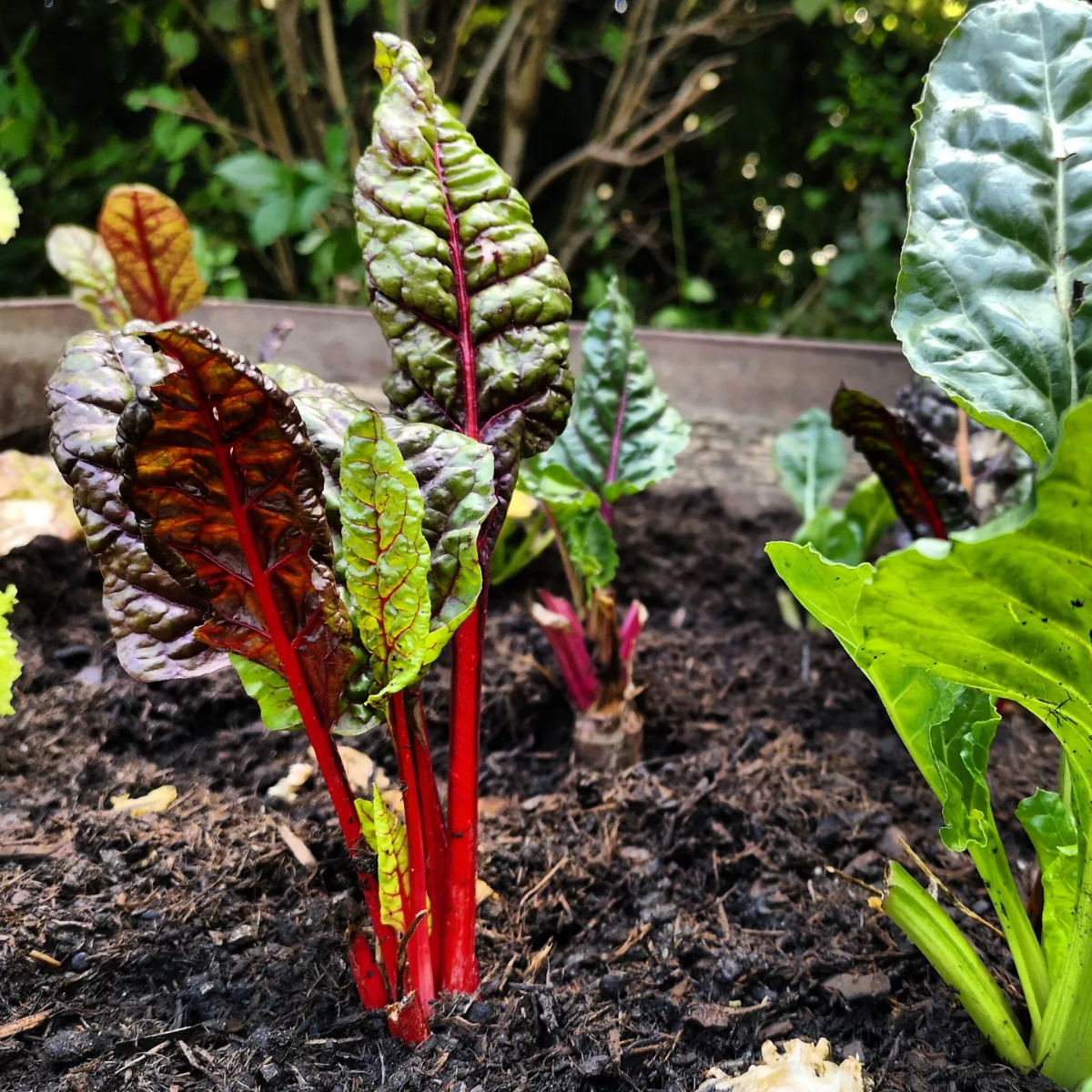 wann man mangold im garten pflanzt