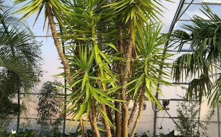 yucca palme blaetter gelb grossse palme mit spitzen blaettern thekelownaflowerfarm
