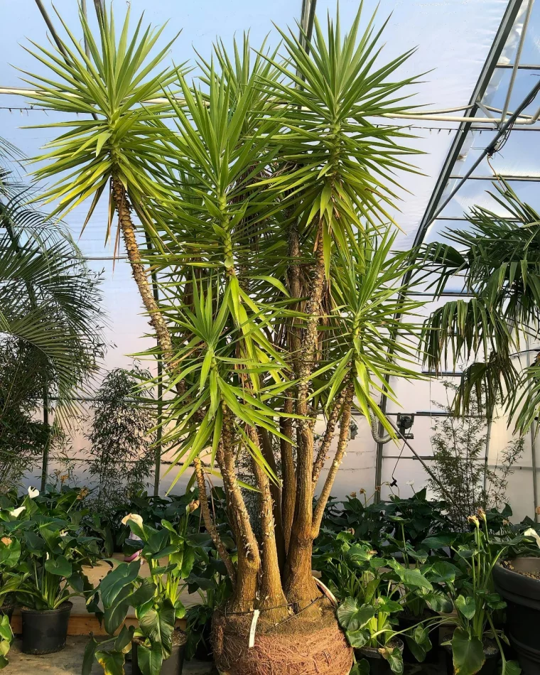 yucca palme blaetter gelb grossse palme mit spitzen blaettern thekelownaflowerfarm