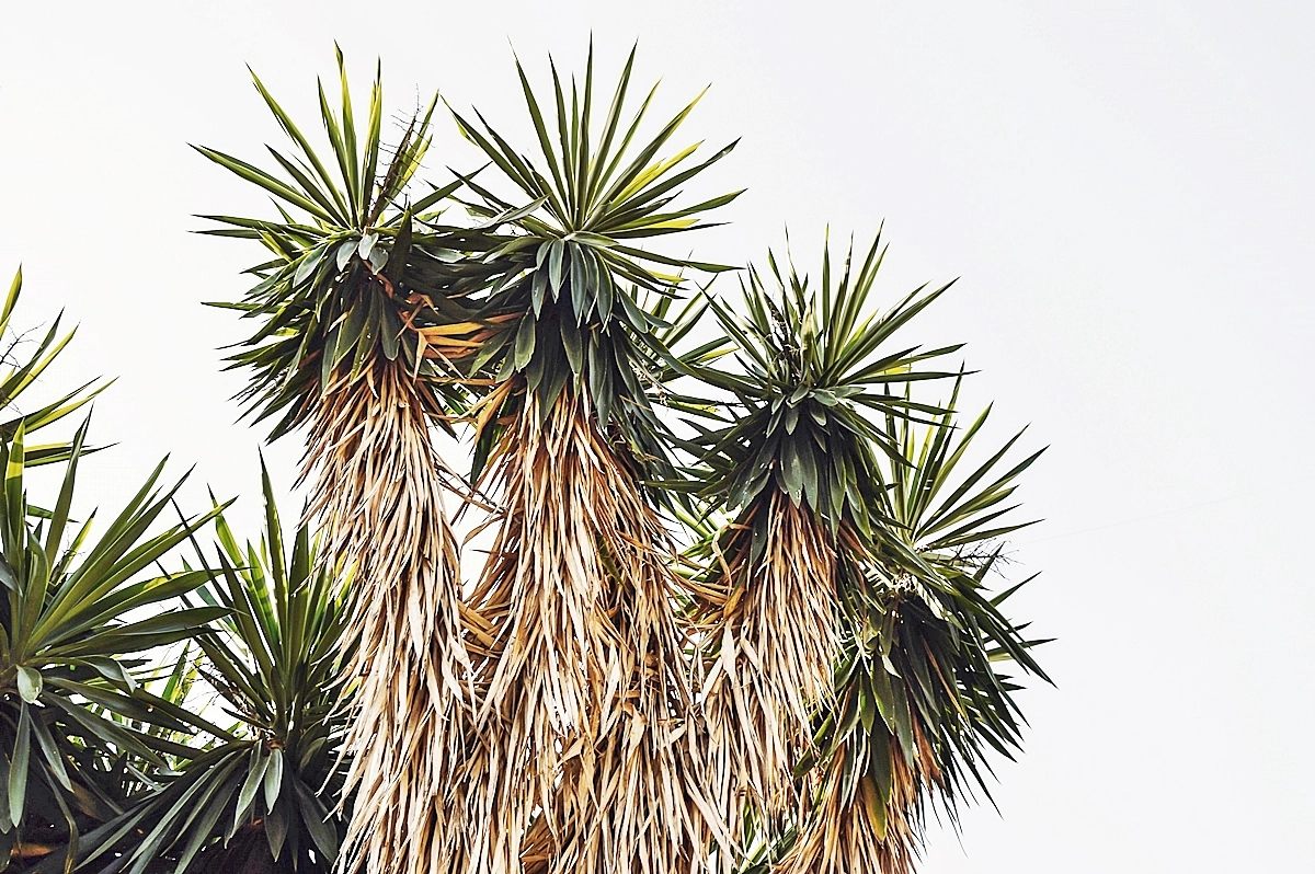 yucca palme gelbe blaetter die haufgsten ursachen und prevention