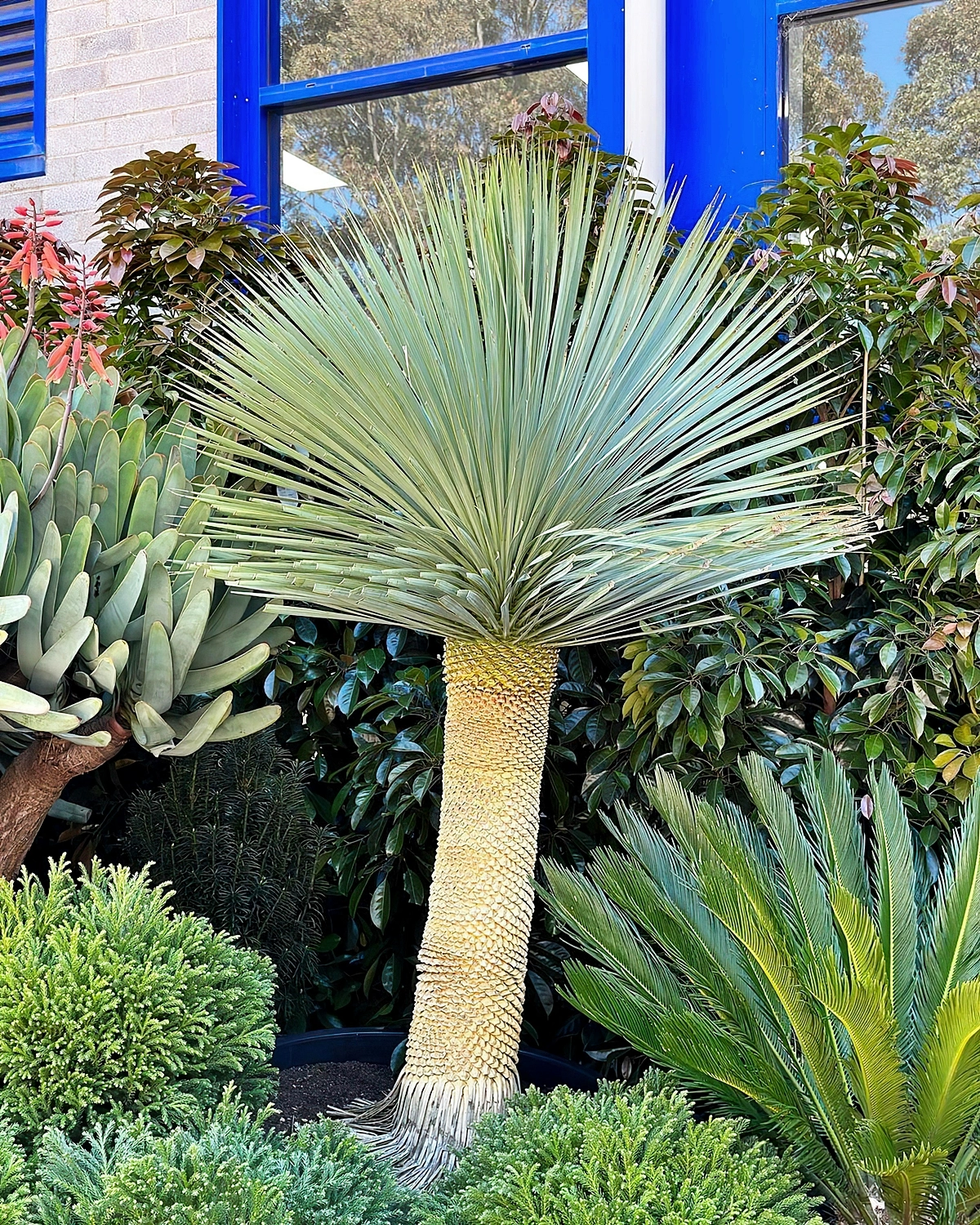 yucca palme gelbe blaetter grosse palme tropische pflanze 