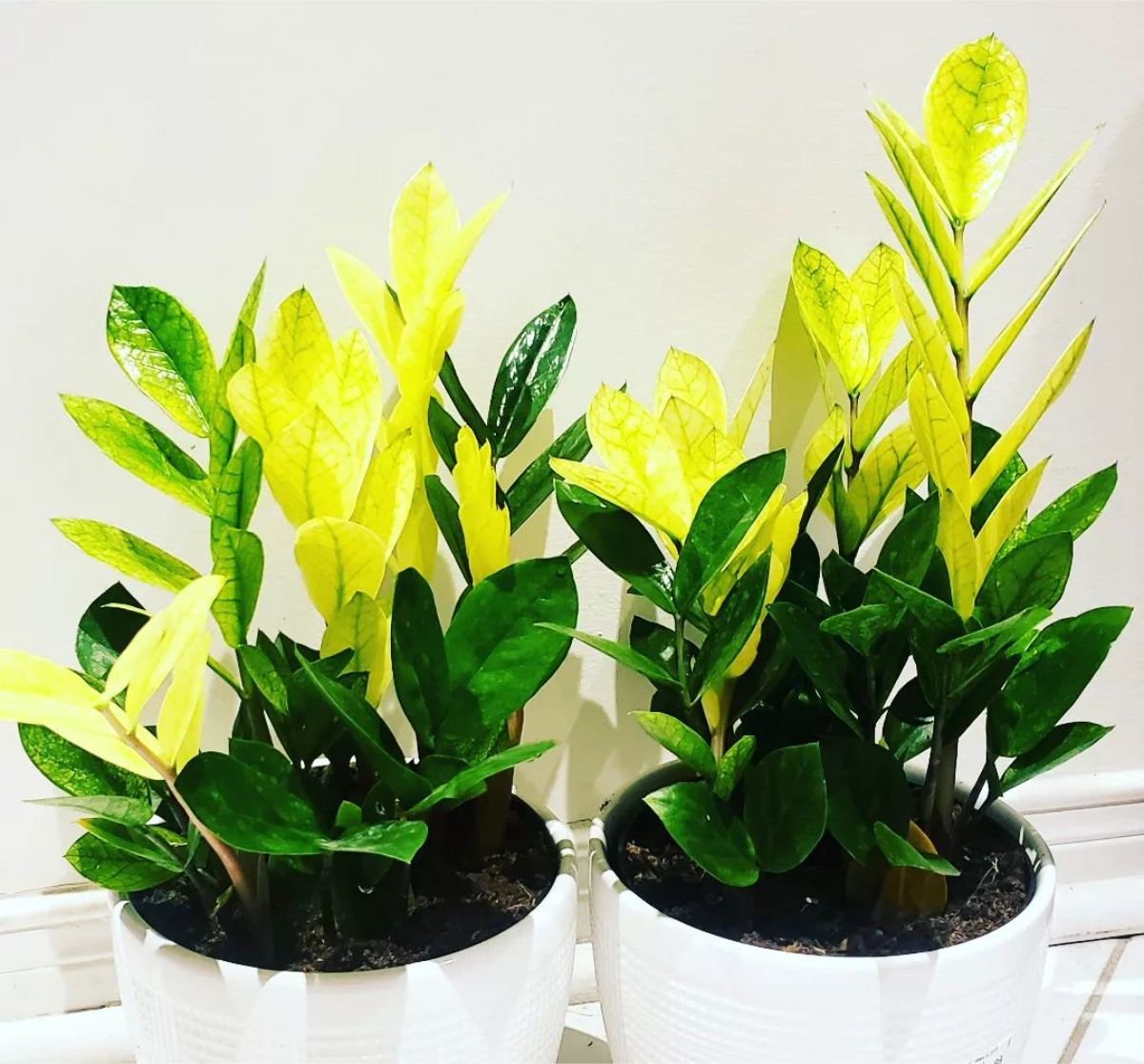 zwei zamioculcas pflanzen mit gelben blättern
