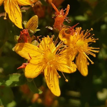 orangen johanniskraut