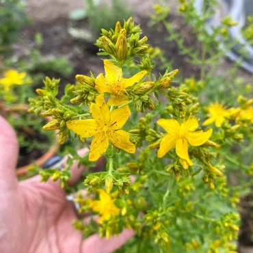 wie pflegt man johanniskraut im garten