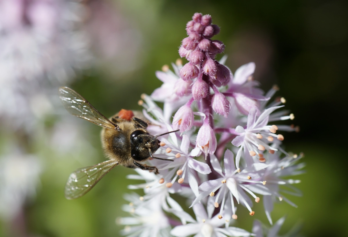 bienenfreundliche pflanzen blumen fuer den garten