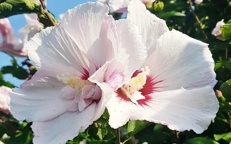 eibisch im garten blume mit weissen blueten hibiskus alina.schum