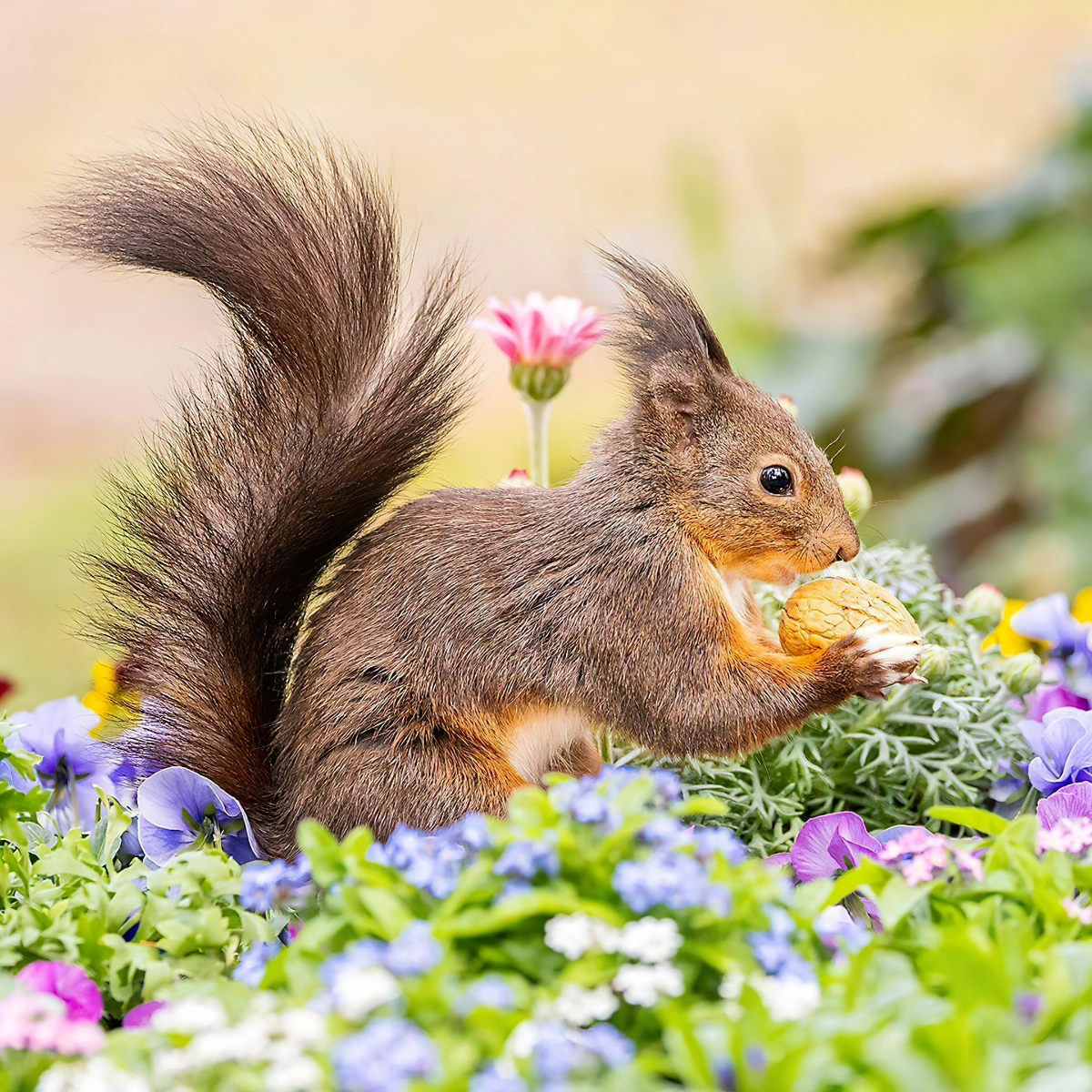 eichhoerchen im garten der walnuss haelt squirrelmakemehappy