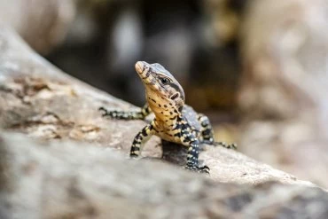 free stock photo of animal, animals in the wild, asian water monitor