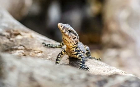 free stock photo of animal, animals in the wild, asian water monitor