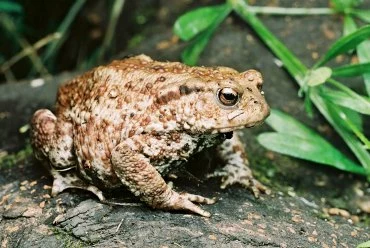 erdkroete im garten nuetzliche tiere gartenhelfer kroete cesar on safari