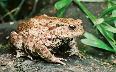 erdkroete im garten nuetzliche tiere gartenhelfer kroete cesar on safari