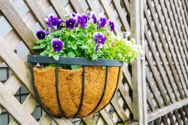 beautiful little flowers on wall .