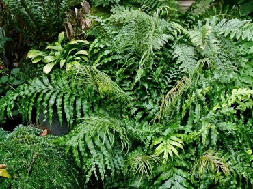 garten farn schattenliebende pflanzen hardyfernfoundation