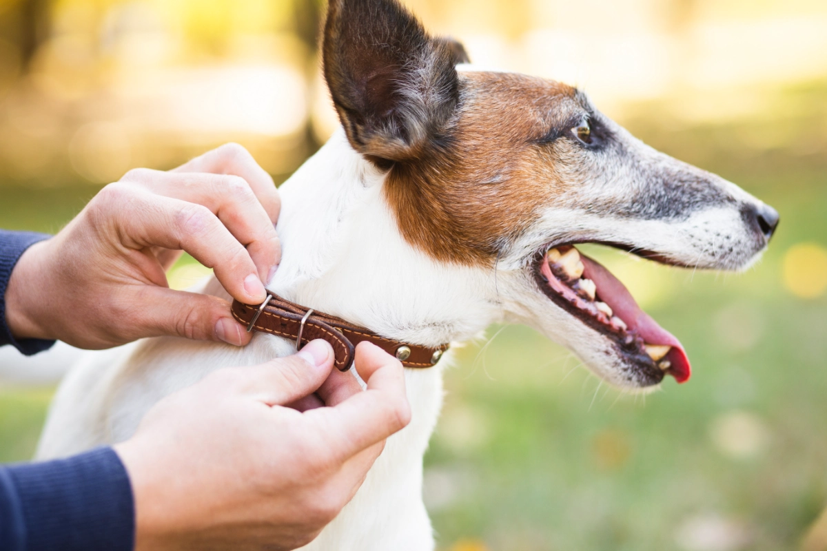 gehen floehe von alleine weg hund vor floehen schutzen