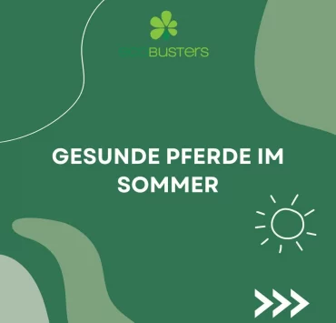 gesunde pferde im sommer was ist zu beachten