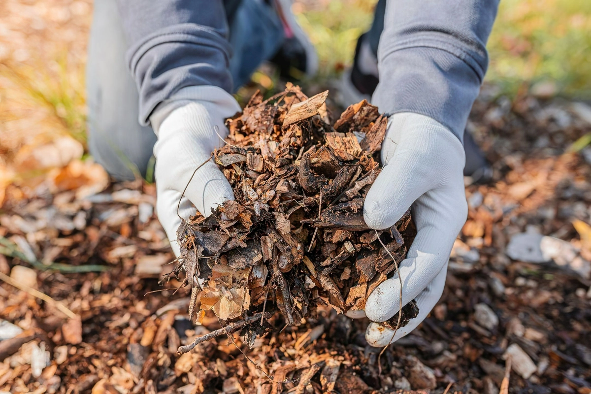 hausmittel gegen floehe mulch aus zedernholz armidaleregionalcouncil