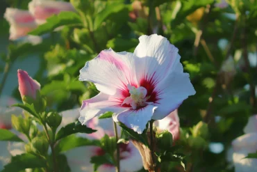 hibiskus pflanzen und pflegen die besten gartenblumen