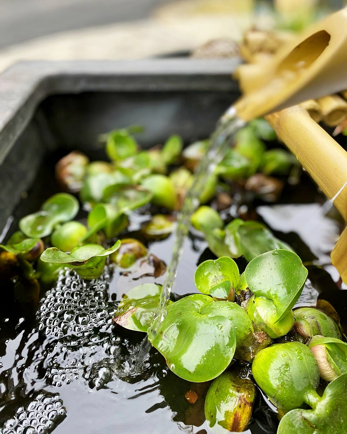 kleiner teich im garten bauen teichpflanzen wasser gartendeko ideen va watergardens