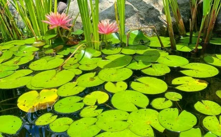 kleiner teich mit lilien gartenteich bepflanzung ideen va watergardens