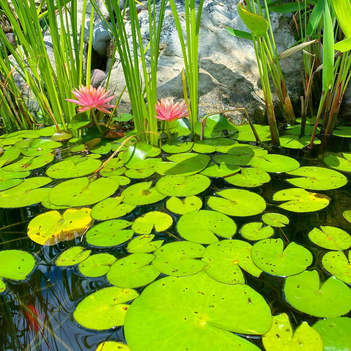 kleiner teich mit lilien gartenteich bepflanzung ideen 