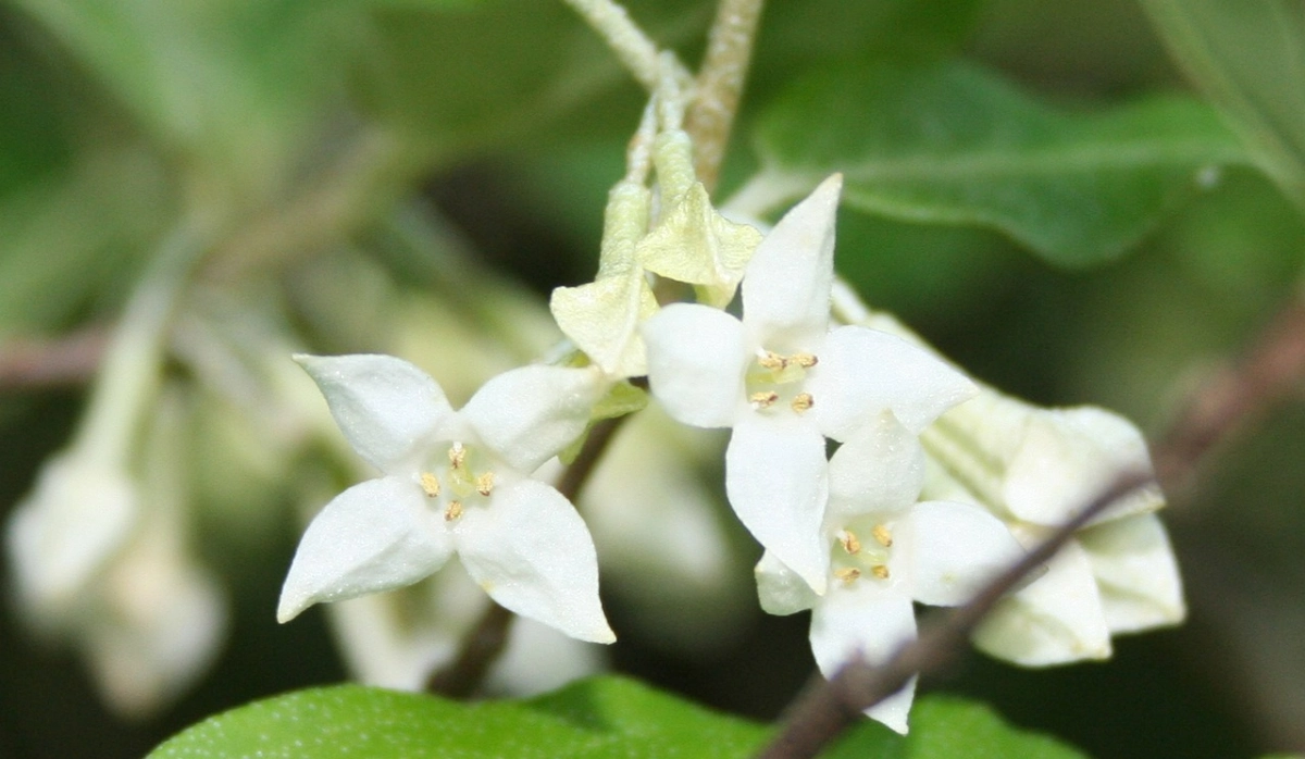 oelweide pflanze im garten weide