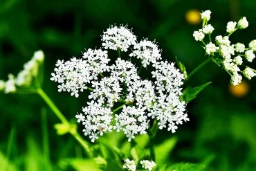 unkraut giersch gierischpflanze gierschbluete weisse bluten