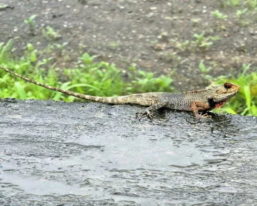 was fressen echsen grosse echse im garten karen.0809