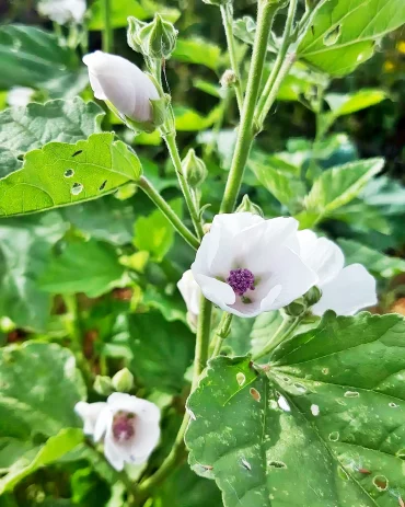 wie siehr echter eibisch aus blume mit weissen blueten gartenblumen ideen wildpflanzen