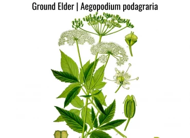 wie sieht gierisch aus aegopodium podagraria info plantsforafuture