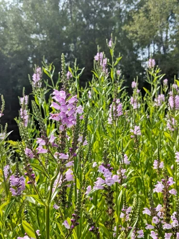 wildpflanzen im garten nabuen kleine lila blumen northern wildflowers