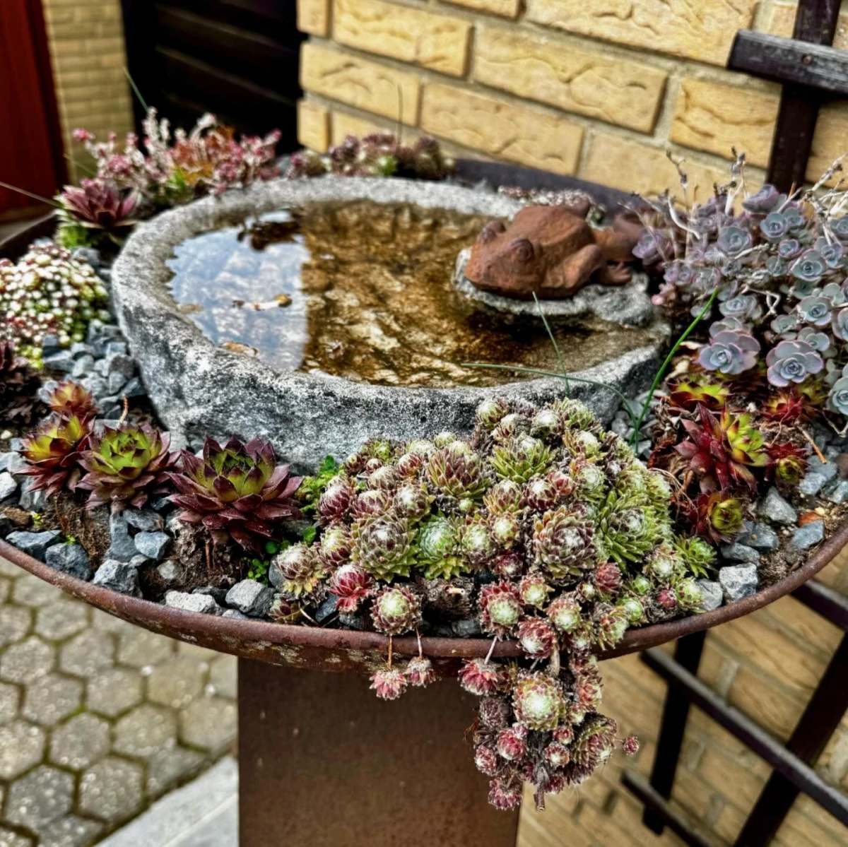 gartenschalle im garten mit sukkulenten