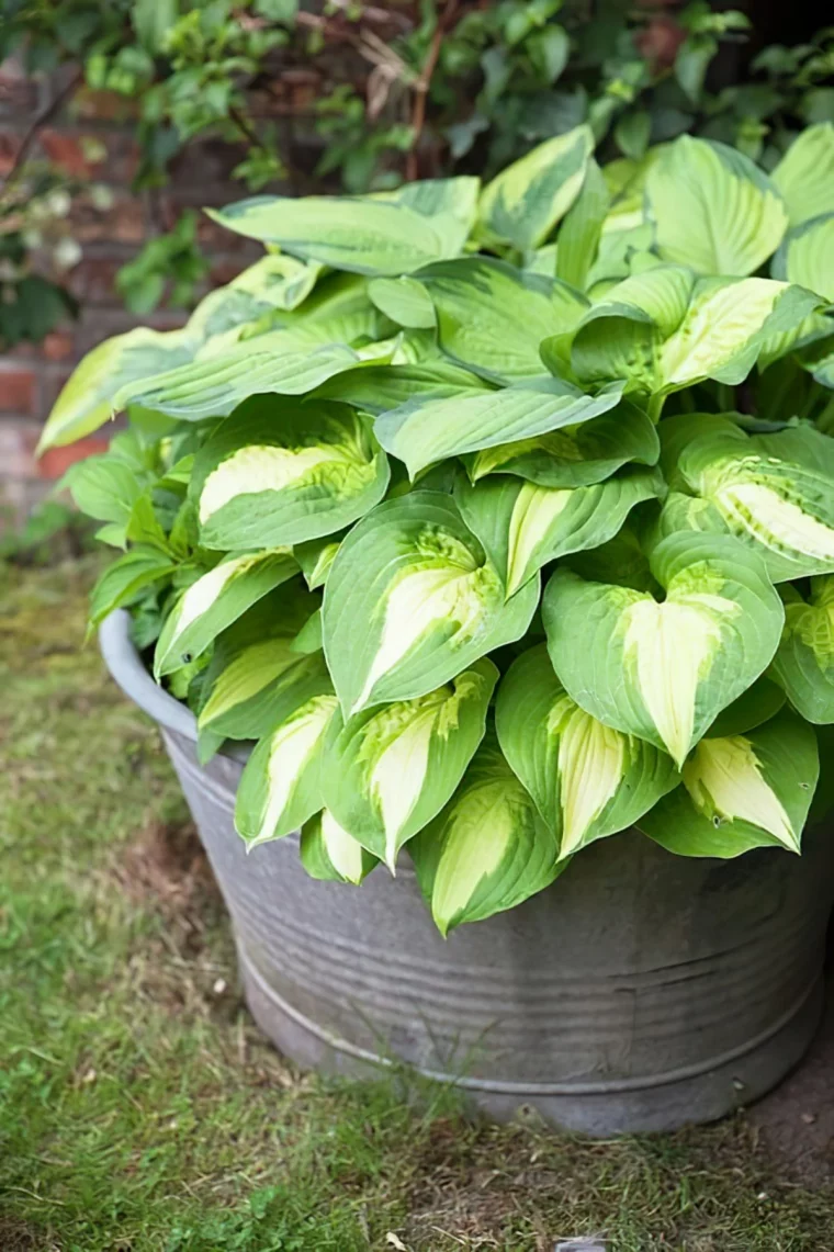 hosta planted mit blattschmuckpflanzen zinkwanne dekorieren