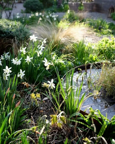 kompakte mini wasserschale im garten gartengefluester