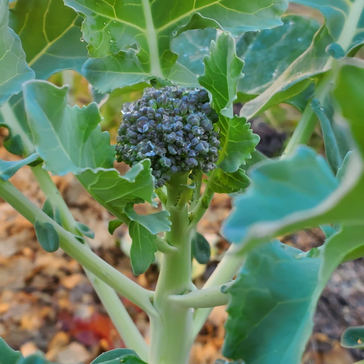 brokkoli pflanzen im herbst