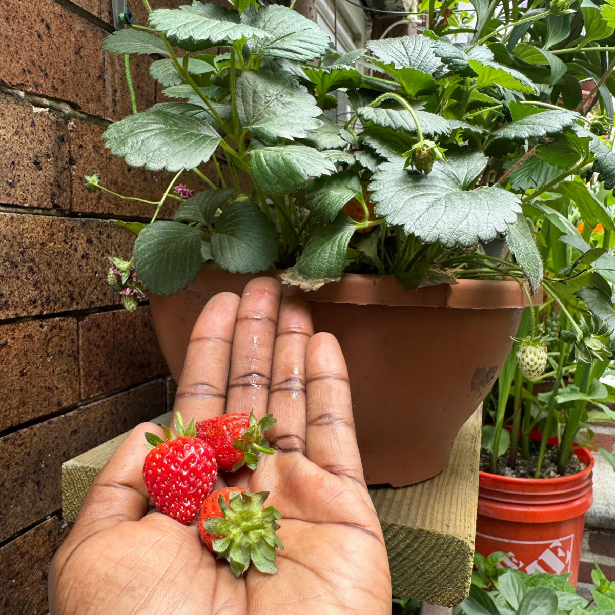 erdbeeren im herbst pflanzen