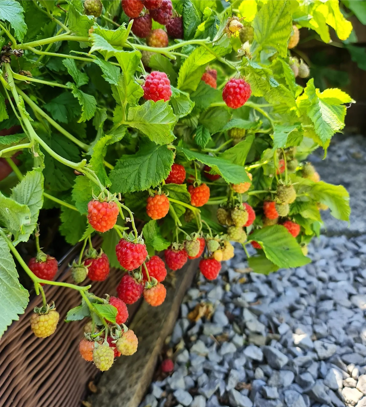 himbeeren im herbst pflanzen