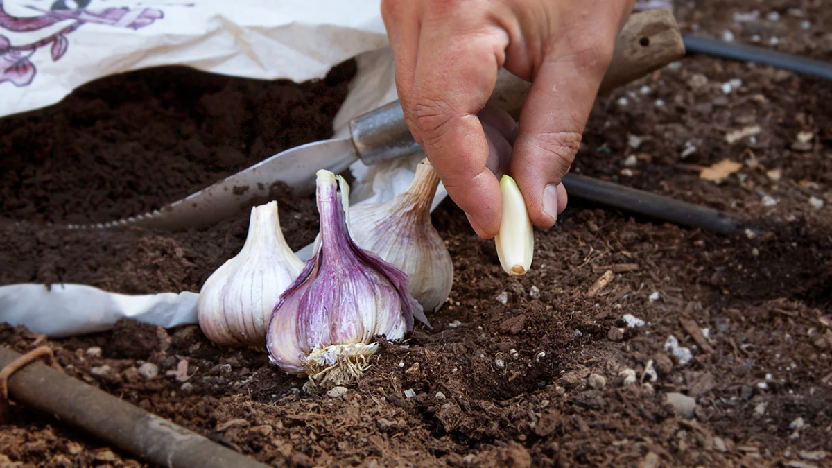 knoblauch pflanzen