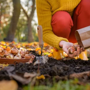 pflanzung im herbst