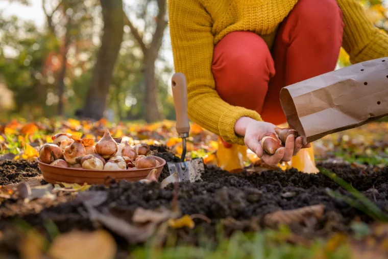 pflanzung im herbst