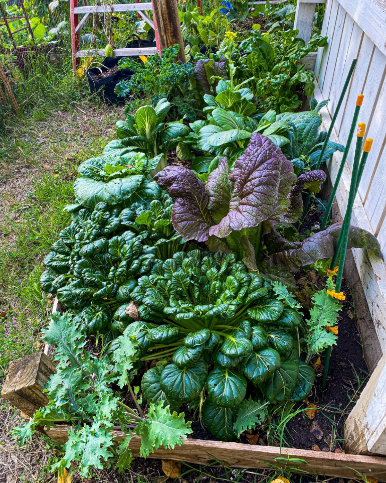 welches gemüse im herbst im garten gepflanzt werden soll