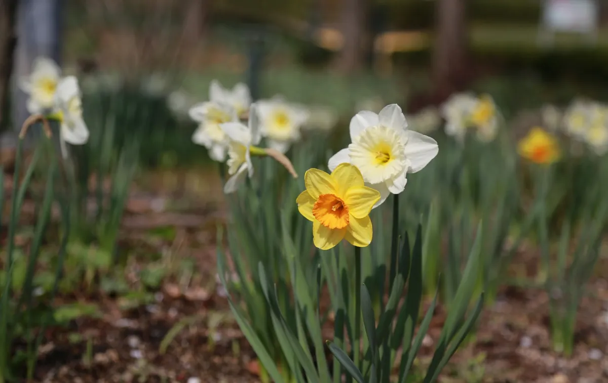 blumenzwiebeln narizissen zwischen september und novermber pflanzen