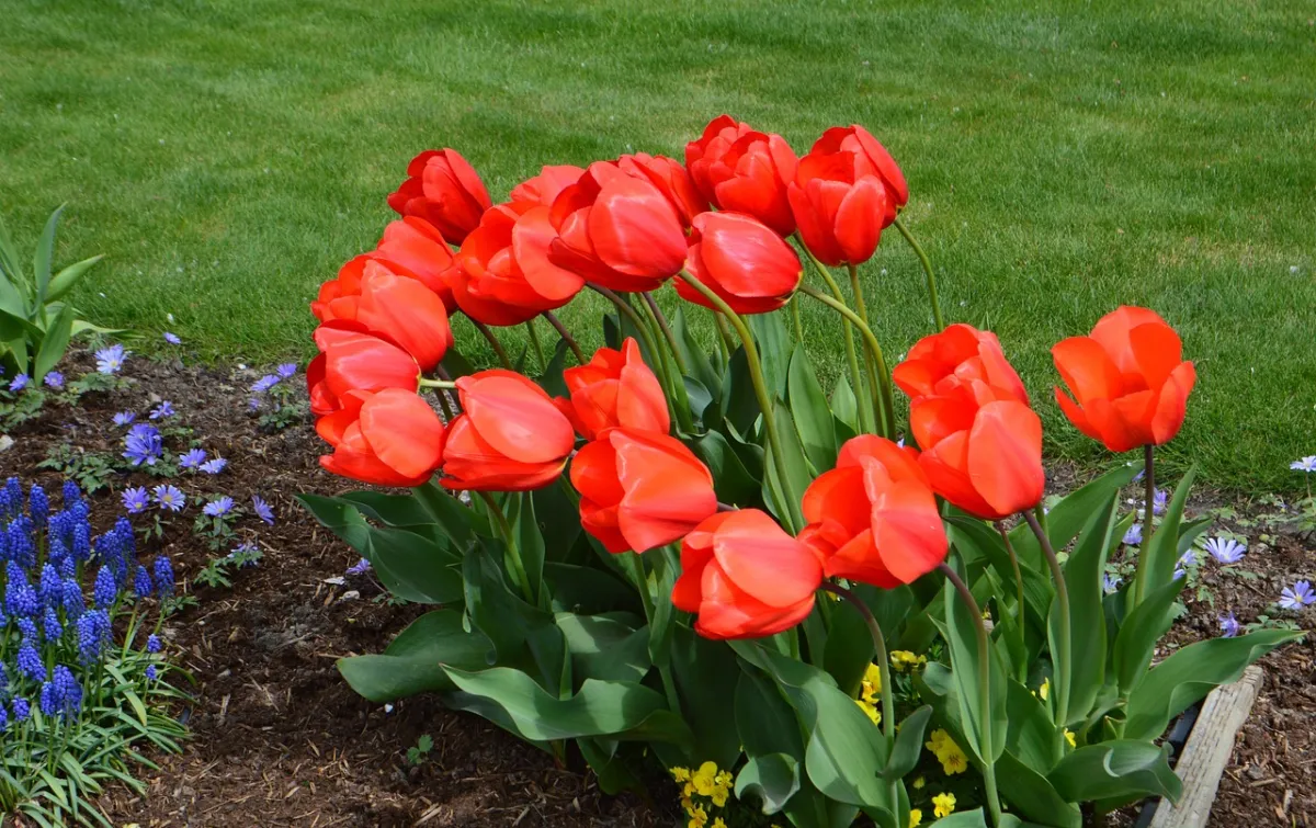 blumenzwiebeln tulpen im herbst pflanzen