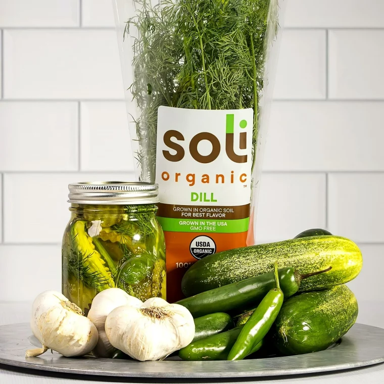 gurken fermentieren detaillierte schritt fuer schritt anleitung soliorganic