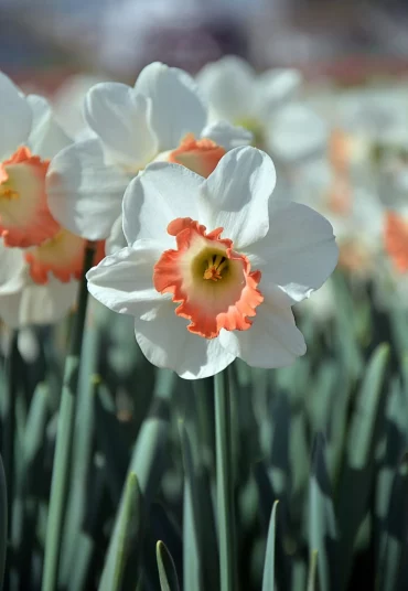 im herbst blumenzwiebeln pflanzen narzissen