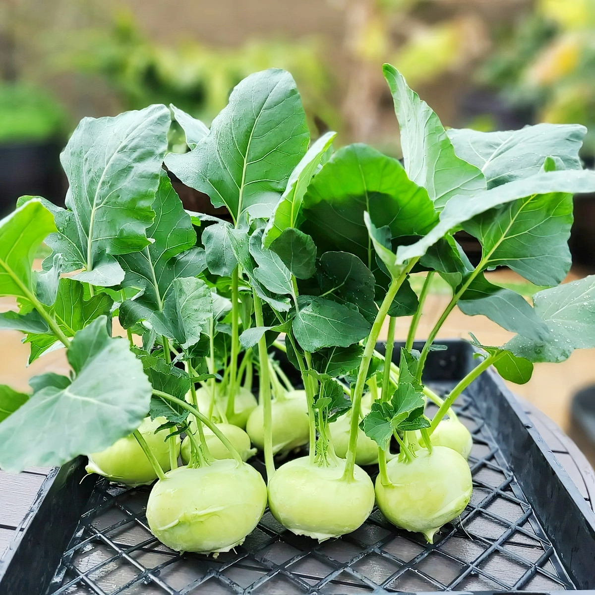 kohlrabi fermentieren methode und tipps lacto gemuese rezepte california gardening