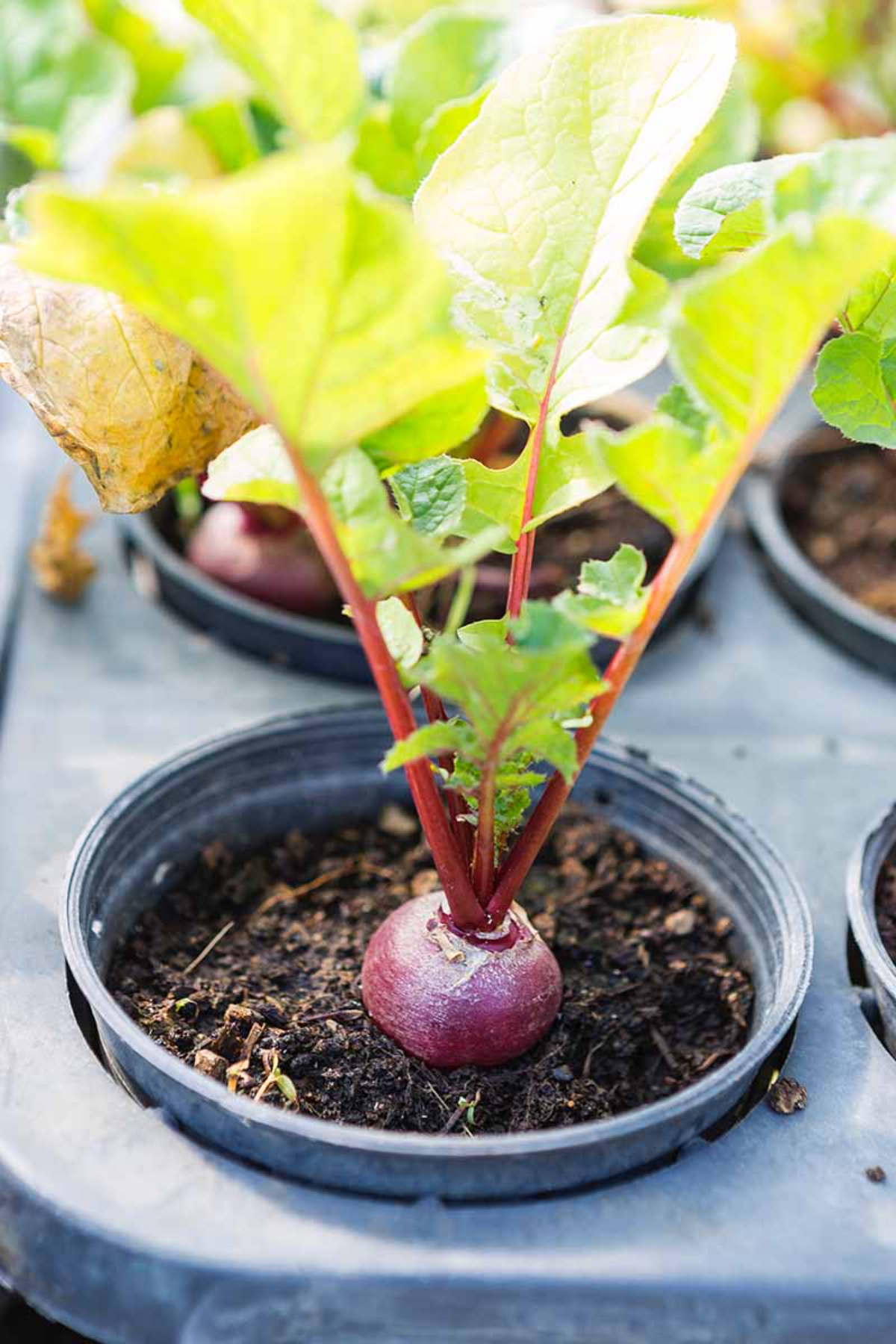 rote bete im herbst pflanzen