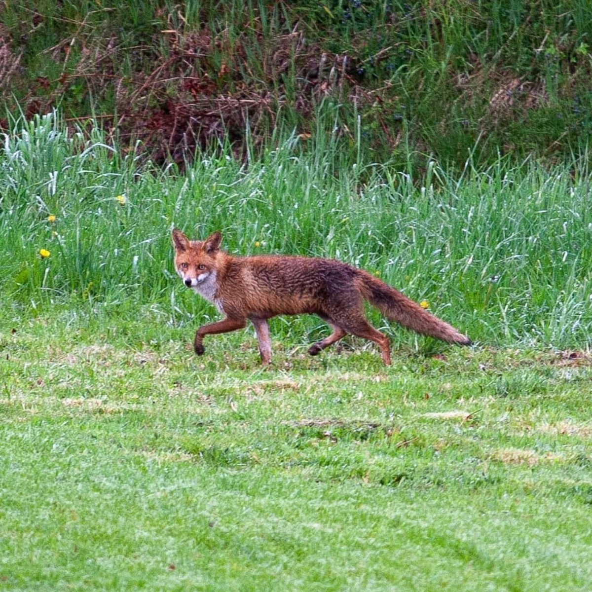 fuchs läuft im garten