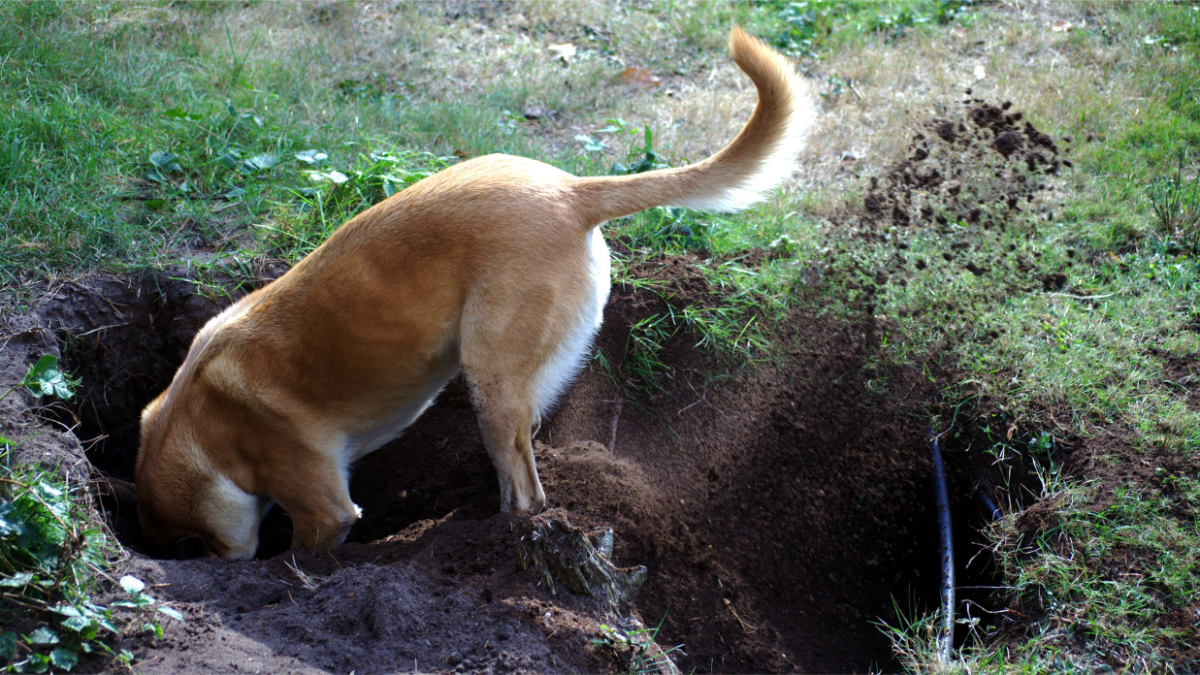 hund gräbt löcher im garten